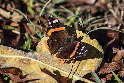 traça, Castanho, laranja, ferrugem, branco, animais selvagens, natural, outono, borboleta - inseto, inseto, invertebrado, temas animais, um animal, animal, asa animal, animais em estado selvagem, beleza na natureza, parte da planta, folha, natureza, fechar-se, ninguém, dia, plantar, borboleta, marcações de animais, ao ar livre, mudança, sai, 5K, CC0, domínio público, royalty free