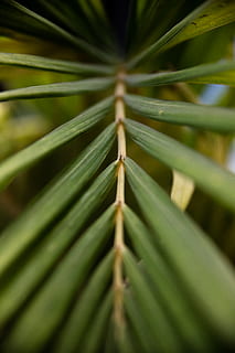 patrick hendry, tapet, lodret, mønster, symmetrisk, symmetri, plante, struktur, vækst, blad, plante del, grøn farve, skønhed i naturen, tæt på, ingen mennesker, natur, Palme træ, dag, selektiv fokusering, udendørs, palmblad, træ, naturligt mønster, fuld ramme, baggrunde, ro, tropisk klima, strittende, bambus - plante, 8K, CC0, offentligt domæne, royaltyfrie