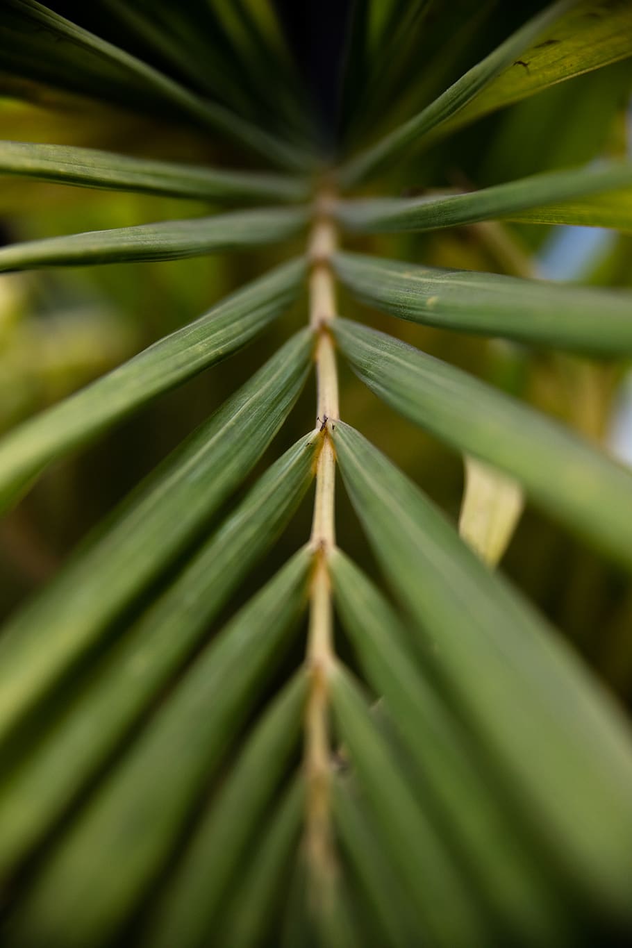 patrick hendry, fons de pantalla, vertical, patró, simètric, simetria, planta, textura, creixement, full, part de la planta, color verd, bellesa a la natura, primer pla, cap gent, naturalesa, Palmera, dia, enfocament selectiu, a l'aire lliure, fulla de palma, arbre, patró natural, marc complet, fons, tranquil·litat, clima tropical, picant, bambú - planta, 8K