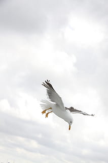 sea gull, flight, daytime, clouds, flying, gull, larus, seagull, sky, wings, animals in the wild, animal wildlife, animal, spread wings, animal themes, bird, cloud - sky, one animal, vertebrate, low angle view, mid-air, motion, day, nature, white color, outdoors, no people, 4K, CC0, public domain, royalty free