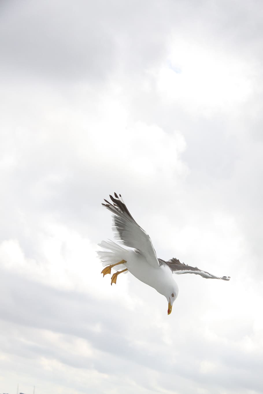 gaviota, vol, durant el dia, núvols, volant, gavina, larus, cel, ales, animals a la natura, fauna animal, animal, ales separades, temes d'animals, ocell, núvol - cel, un animal, vertebrats, vista d’angle baix, a l'aire, moviment, dia, naturalesa, Color blanc, a l'aire lliure, cap gent, 4K