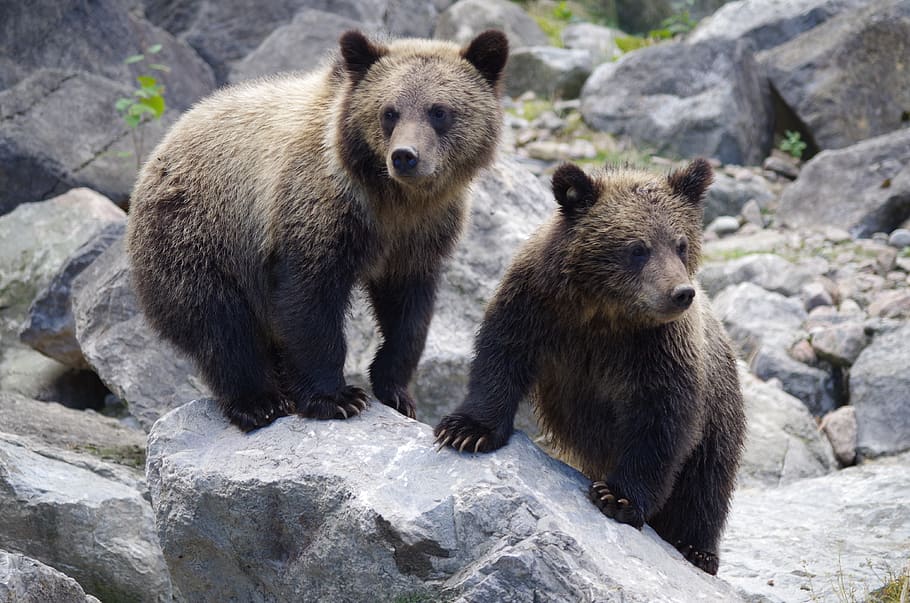 orso, orsetto, natura, roccia, animali allo stato selvatico, solido, fauna selvatica, roccia - oggetto, animale, gruppo di animali, temi animali, mammifero, due animali, vertebrato, nessuno, giorno, giovane animale, all'aperto, famiglia di animali, cucciolo, 4K