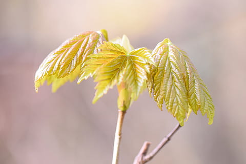 maple, primavera, naturalesa, arbre, full, verd, planta, creixement, jove, branca, fresc, brillant, retroiluminació, licitació, estructura, nou, despertar, medi ambient, colorit, parc, flora, primer pla, bellesa a la natura, centrar-se en primer pla, flor, cap gent, frescor, dia, fragilitat, vulnerabilitat, a l'aire lliure, planta amb flors, tija de la planta, part de la planta, groc, enfocament selectiu, color verd, sepal, 5K, CC0, domini públic, lliure de regalies