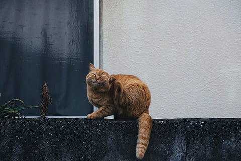 chat tigré orange, mammifère, mannier, animal de compagnie, animal, chat, abyssinien, décoration de maison, canapé, meubles, chaton, Vêtements, manche, la vie marine, verre, angora, aliments, légume, produire, plante, thèmes animaux, félin, un animal, animaux domestiques, vertébré, chat domestique, construction de murs, national, personne, journée, relaxation, chat roux, regardant, mur de soutènement, mur, regarder ailleurs, moustache, 5K, CC0, domaine public, libre de droits