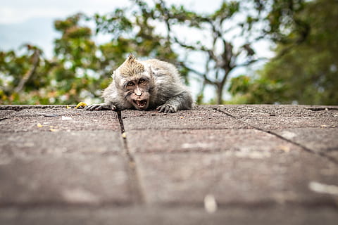 gris, marrón, mono, animal, fotografía de animales, bali, capucho, criatura, linda, luz, expresión, cara, piel, cabeza, pequeño, Mira, mirando, macaco, enojado, mamífero, al aire libre, retrato, primate, viaje, árbol, zoo, temas de animales, un animal, animales en la naturaleza, enfoque selectivo, fauna animal, nadie, nacional, mirando a la cámara, vertebrado, día, mascotas, animales domesticos, perro, animal joven, canino, pequeña, 5K, CC0, dominio público, libre de derechos