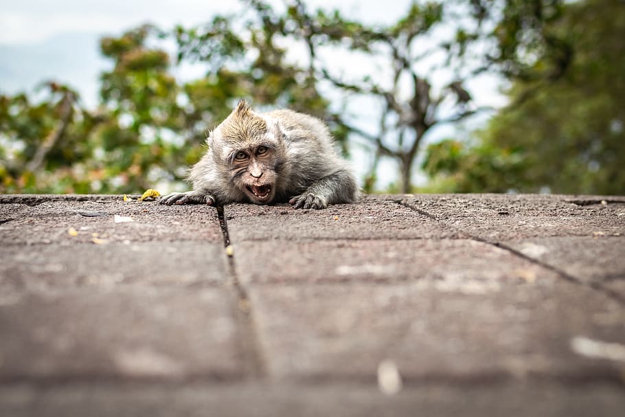 gris, marró, mico, animal, fotografia animal, bali, capuchí, criatura, bonic, la llum del dia, expressió, cara, pell, cap, poc, mira, mirant, macaque, boig, mamífer, a l'aire lliure, retrat, primat, viatjar, arbre, zoo, temes d'animals, un animal, animals a la natura, enfocament selectiu, fauna animal, cap gent, nacional, mirant la càmera, vertebrats, dia, mascotes, animals domèstics, gos, animal jove, caní, petit, 5K