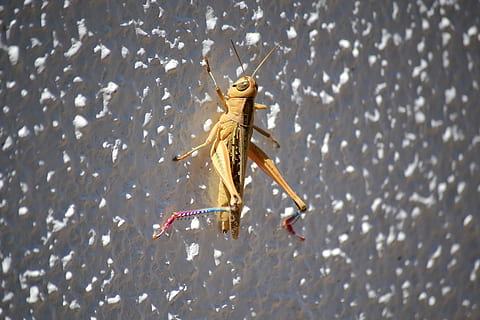 Heuschrecke, Bugs, Insekt, Tierwelt, Tier, Tierthemen, Tiere in freier Wildbahn, ein Tier, Tag, Nahansicht, wirbellos, keine Leute, Natur, draußen, Tierkörperteil, Fokus auf den Vordergrund, selektiver Fokus, High Angle View, in voller Länge, Sonnenlicht, Zoologie, Krabbe, Marine, 2K, CC0, gemeinfrei, lizenzfrei
