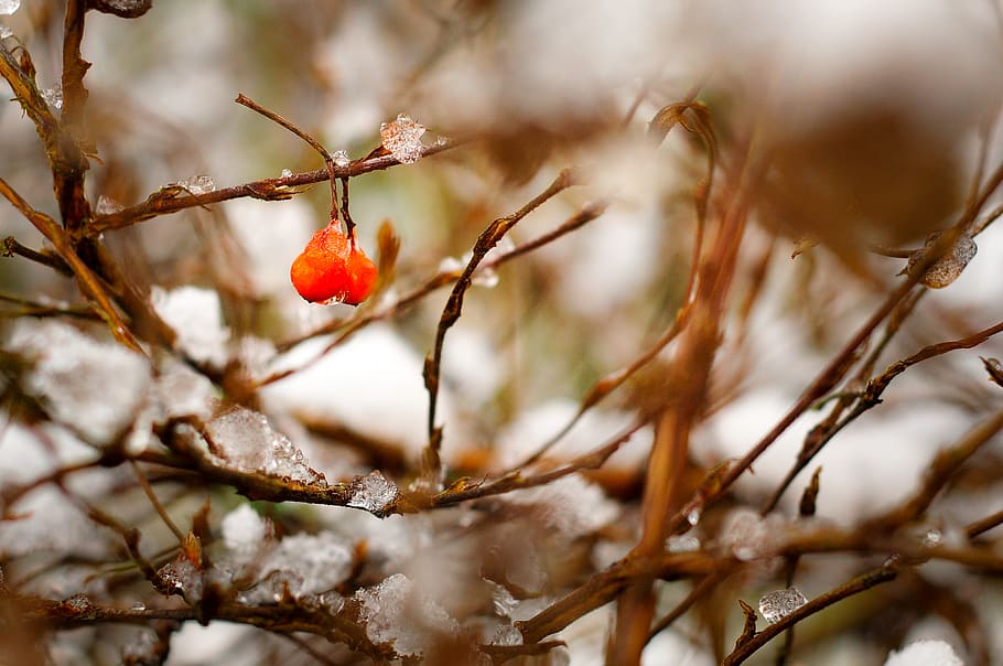 rød plante, grene, Busk, natur, sne, vinter, frugt, sund kost, træ, mad, plante, mad og drikke, afdeling, kold temperatur, rød, ingen mennesker, skønhed i naturen, Kvist, rose hofte, tæt på, bærfrugt, vækst, udendørs, moden, 2K
