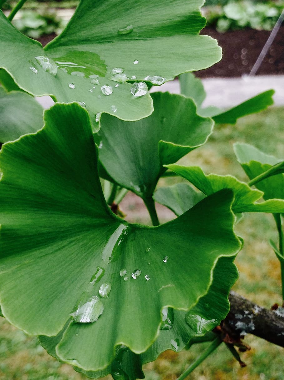ginko, arbre, pluja, tirar, full, part de la planta, planta, creixement, primer pla, color verd, bellesa a la natura, aigua, naturalesa, dia, cap gent, frescor, humit, a l'aire lliure, centrar-se en primer pla, vista d’angle alt, fragilitat, vulnerabilitat, puresa, fulles, rosada, gota de pluja, 2K