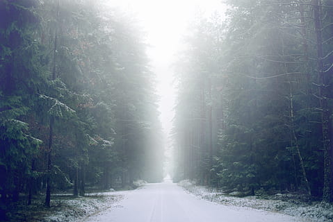 narrow, road, trees, tree, forest, snow, winter, snowy, pinetree, evergreen, route, lane, mystery, fog, plant, direction, the way forward, nature, diminishing perspective, tranquility, transportation, no people, beauty in nature, land, cold temperature, day, outdoors, scenics - nature, rain, 5K, CC0, public domain, royalty free