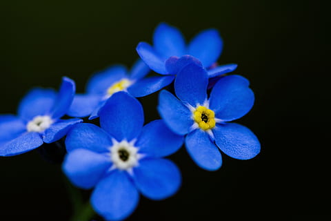 forår, natur, flor, flora, skønhed, tæt, farverig, bella, hvid, blå, naturlig, baggrund, blomster, dekorative, blomst, blomstrende plante, plante, skønhed i naturen, friskhed, sårbarhed, tæt på, skrøbelighed, kronblad, blomsterstand, blomsterhoved, lilla, studio skud, sort baggrund, ingen mennesker, fokus på forgrunden, vækst, selektiv fokusering, 5K, CC0, offentligt domæne, royaltyfrie