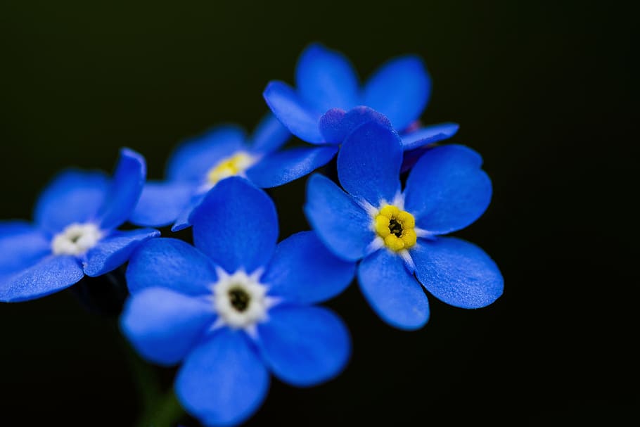 forår, natur, flor, flora, skønhed, tæt, farverig, bella, hvid, blå, naturlig, baggrund, blomster, dekorative, blomst, blomstrende plante, plante, skønhed i naturen, friskhed, sårbarhed, tæt på, skrøbelighed, kronblad, blomsterstand, blomsterhoved, lilla, studio skud, sort baggrund, ingen mennesker, fokus på forgrunden, vækst, selektiv fokusering, 5K