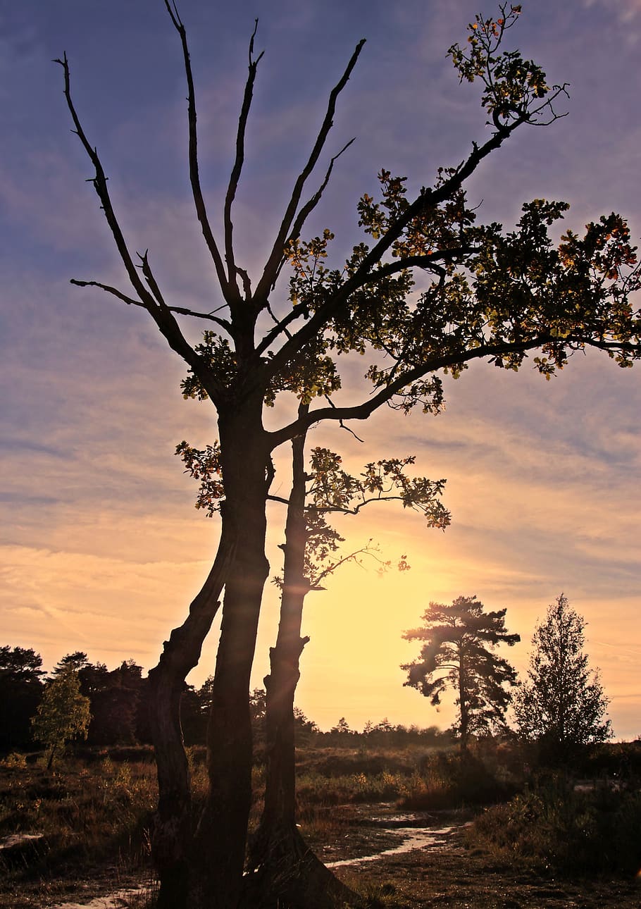 puesta de sol, arboles, contraluz, paisaje, naturaleza, cielo, crepúsculo, noche, otoño, oscuridad, luz del sol, estado animico, romántico, iluminación, Abendstimmung, descanso, atmosférico, cielo de la tarde, atmósfera, idílico, lejos, camino, colorear el cielo, Dom, árbol, planta, belleza en la naturaleza, nube - cielo, tranquilidad, paisajes - naturaleza, rama, crecimiento, escena tranquila, nadie, silueta, al aire libre, campo, escena no urbana, el maletero, árbol desnudo, 5K
