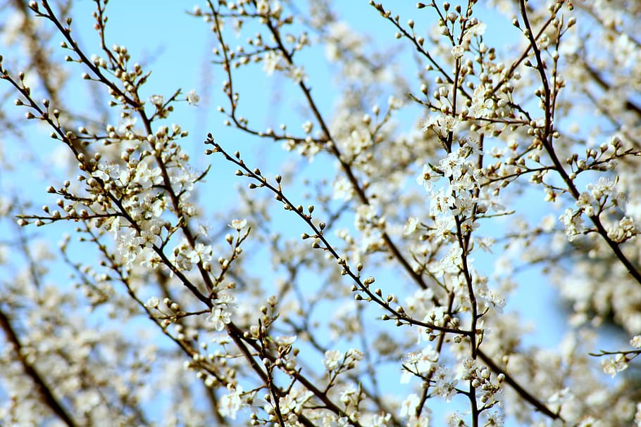 blühende Bäume, Frühling, Obstbäume, Baum, Blumen, Natur, Ast, blühte auf, Flachwinkelansicht, Pflanze, blühen, Zerbrechlichkeit, blühende Pflanze, Schönheit in der Natur, Wachstum, Blume, Himmel, Verletzlichkeit, Frische, Tag, keine Leute, draußen, Hintergründe, Fokus auf den Vordergrund, Kirschblüte, Kirschbaum, 5K