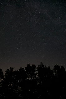 night, dark, trees, shadow, galaxy, space, stars, sky, forest, woods, camp, bonfire, bonding, friends, tree, plant, star - space, tranquility, astronomy, beauty in nature, scenics - nature, low angle view, no people, tranquil scene, silhouette, nature, growth, star, idyllic, outdoors, 5K, CC0, public domain, royalty free