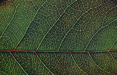 foglia, modello, del desktop, flora, natura, avvicinamento, fotosintesi, fotogramma intero, sfondi, colore verde, parte vegetale, nessuno, modello naturale, vena fogliare, strutturato, pianta, macro, primo piano estremo, ingrandimento, acqua, all'aperto, far cadere, bellezza nella natura, 2K, CC0, dominio pubblico, privo di copyright