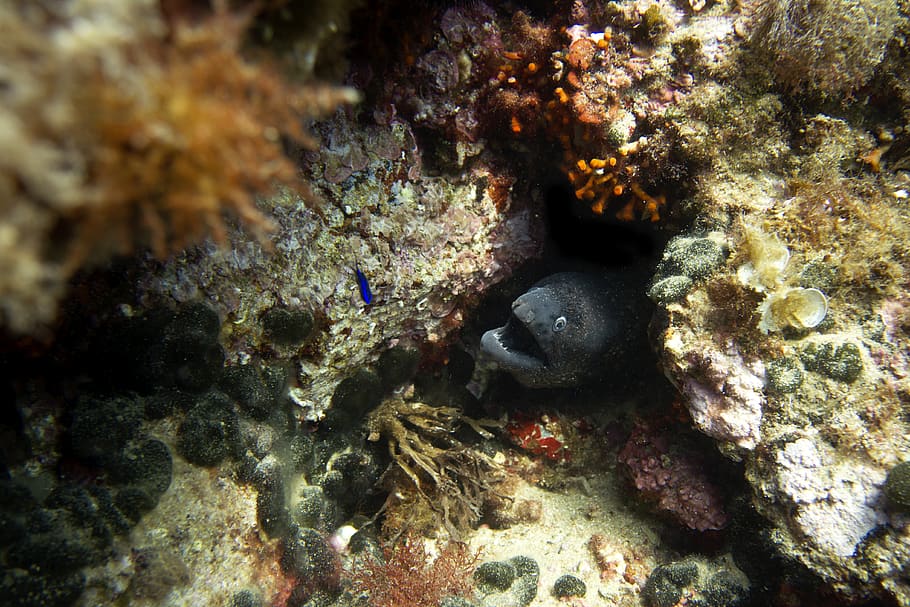 pesce piccolo grigio, mare, acqua, natura, oceano, all'aperto, vita marina, scogliera, animale, acquatico, barriera corallina, animale di spugna, invertebrato, Spagna, Tossa de Mar, più anguilla, mare, oceano, scuba, animale, pianta, pesce, bellezza rock, Anguilla, mollusco, subacqueo, animali allo stato selvatico, sottomarino, temi animali, fauna selvatica, marino, corallo, un animale, nessuno, vertebrato, camuffare, occhio animale, 4K