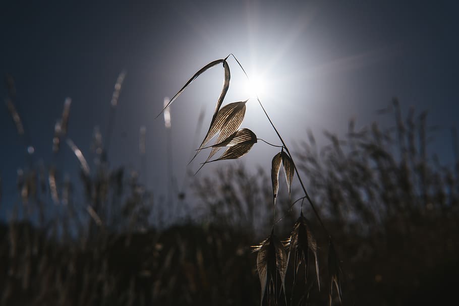 Grècia, Atenes, naturalesa, dramàtica, llum, sol, herba, flor, dia, cinemàtic, flamarada, arbre, planta, primer pla, centrar-se en primer pla, creixement, bellesa a la natura, camp, cap gent, fragilitat, tranquil·litat, vulnerabilitat, sec, terra, llum solar, enfocament selectiu, cel, a l'aire lliure, tija de la planta, planta morta, Planta esvaïda, 1080P
