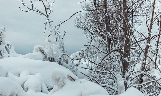 Canadá, goderich, árvore, neve, inverno, congeladas, gelo, temperatura fria, temas animais, árvore nua, natureza, animais em estado selvagem, animal, cor branca, mamífero, ninguém, ramo, animais selvagens, tranquilidade, grupo de animais, dia, beleza na natureza, ao ar livre, Clima extremo, nevasca, 5K, CC0, domínio público, royalty free