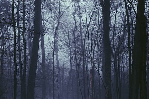 kahle Bäume, Natur, Wetter, draußen, Nebel, Kugel, Pflanze, Baum, Rauch, Smog, Tier, Vogel, accipiter, Gebäude, Brücke, Promenade, Sonnenlicht, Transport, Fahrzeug, Möbel, Wald, Kofferraum, Land, Baumstamm, Ruhe, kahler Baum, Schönheit in der Natur, keine Leute, ruhige Szene, Szenen - Natur, Nicht-städtische Szene, Tag, Himmel, dunstig, 2K, CC0, gemeinfrei, lizenzfrei