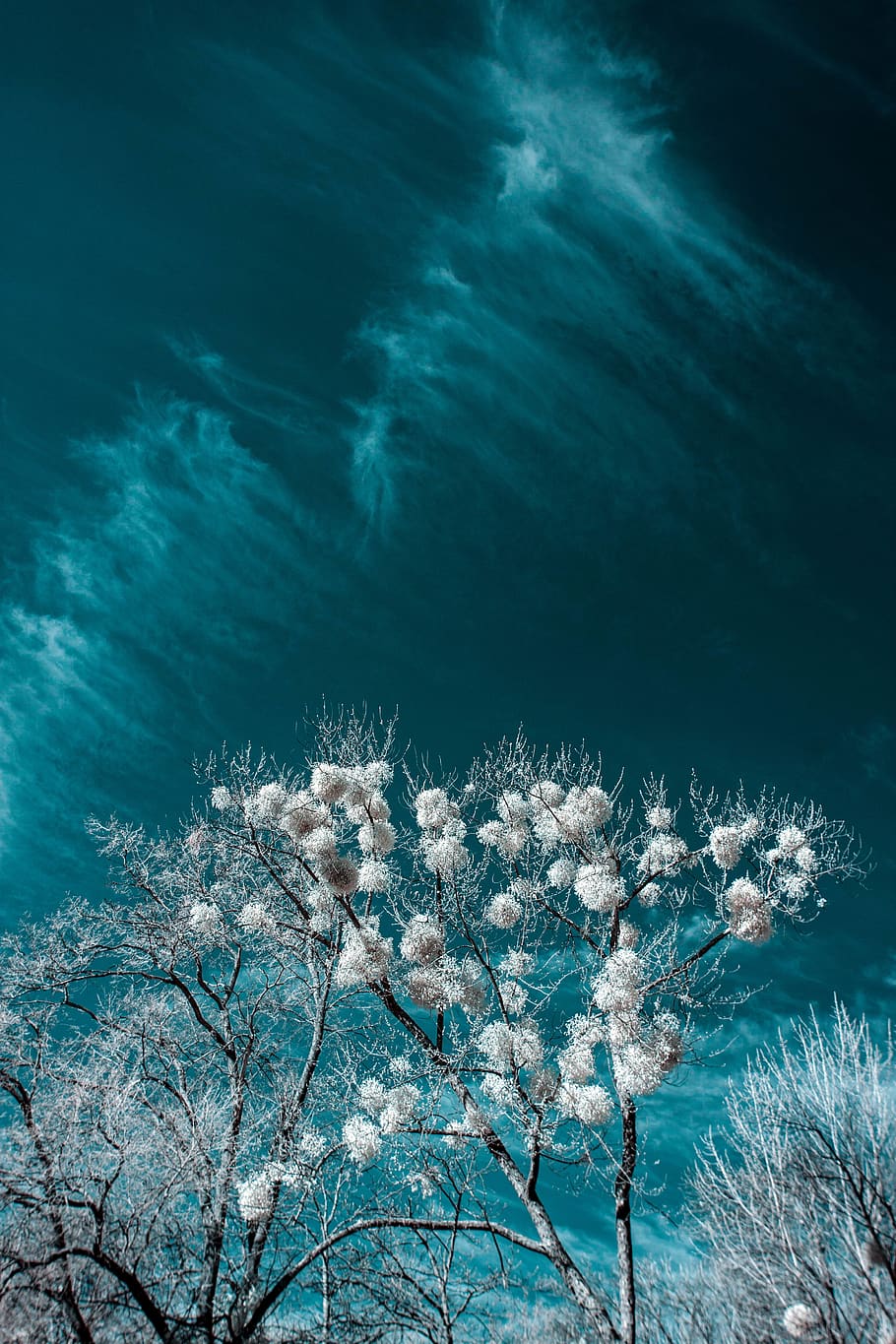 witbloeiende boom, natuur, fabriek, water, schoonheid in de natuur, geen mensen, dag, zee, groei, kalmte, boom, blauw, onderwater-, buitenshuis, koude temperatuur, scenics - natuur, rustige scène, winter, tak, lage hoekweergave, 4K