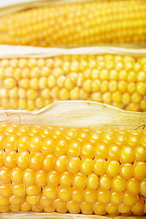 corn, crop, heap, cooked, ear, meal, cutout, prepared, yellow, cob, cuisine, boiled, cooking, food, isolated, wet, white, corncob, cornonthecob, maize, indiancorn, vegetable, fastfood, freshly, harvested, harvesting, husk, ingredient, kernels, , raw, sweetcorn, corn on the cob, food and drink, wellbeing, healthy eating, corn - crop, indoors, close-up, agriculture, freshness, no people, raw food, cereal plant, studio shot, pattern, brightly lit, 1080P, CC0, public domain, royalty free
