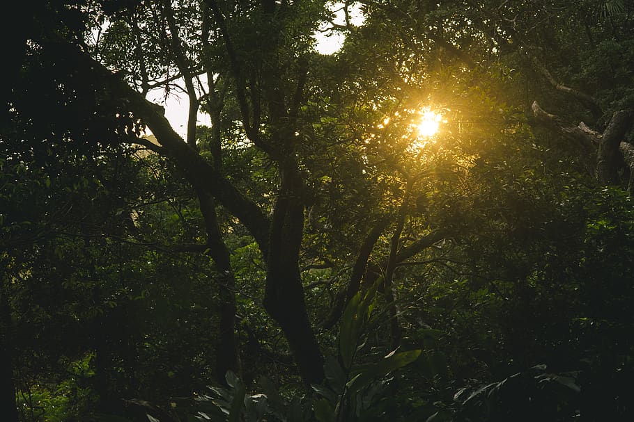 albero della foresta verde, retroilluminato, alba, ambiente, sera, nebbia, foresta, verde, crescita, paesaggio, luce, lussureggiante, umore, natura, stagione, estate, sole, abbagliamento solare, i raggi del sole, tramonto, alberi, boschi, pianta, albero, bellezza nella natura, la tranquillità, luce del sole, cielo, nessuno, terra, scenics - natura, scena tranquilla, all'aperto, ramo, Inquadratura dal basso, colore verde, scena non urbana, riflesso lente, streaming, 5K