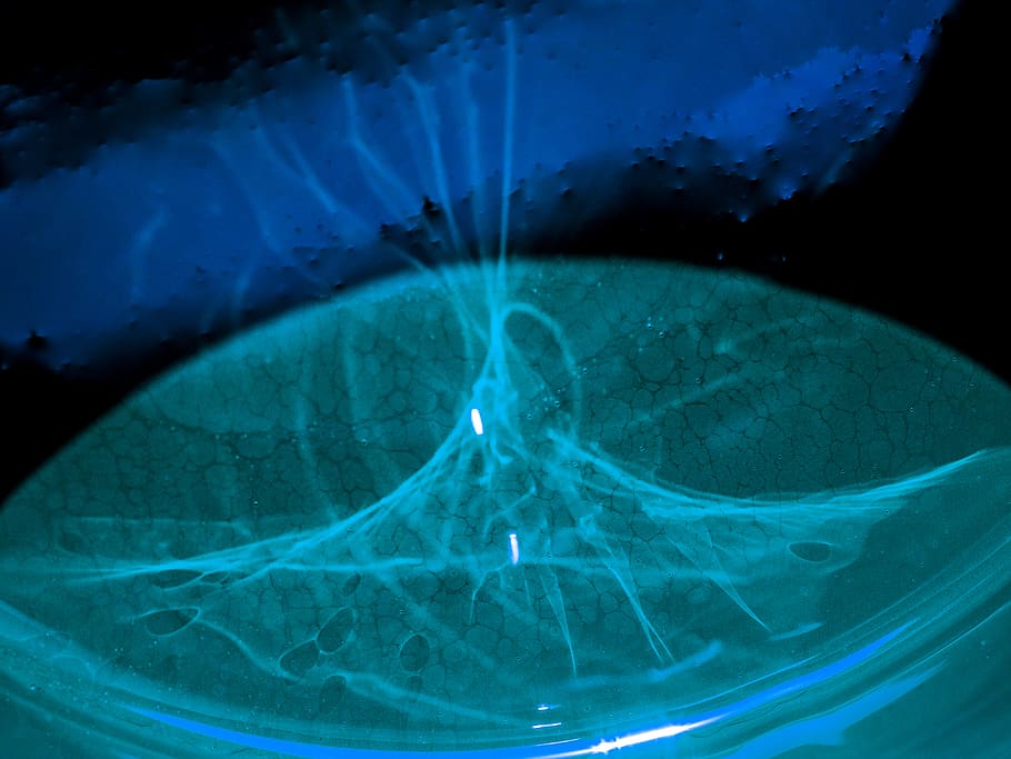 blau, llanterna, llum, onada, joc lleuger, explosió, fantasma, salut i medicina, primer pla, cap gent, a l'interior, naturalesa, ciència, aigua, transparent, radiografia mèdica, il·luminat, vidre - material, vista d’angle alt, reflexió, biologia, llum - fenomen natural, ulleres, color turquesa, 4K