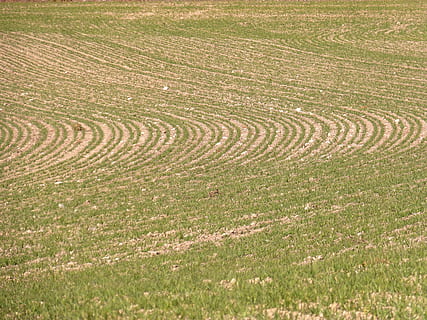 lagd, bakgrund, textur, gro, växtgeometri, lantbruk, sugga, fält, landa, inget folk, växt, landskap, landsbygden scen, natur, lugn, dag, gräs, skönhet i naturen, mönster, full ram, högvinkelvy, scenics - natur, lugn plats, utomhus, bakgrunder, miljö, arkeologi, koncentrisk, 4K, CC0, offentligt domän, royaltyfria