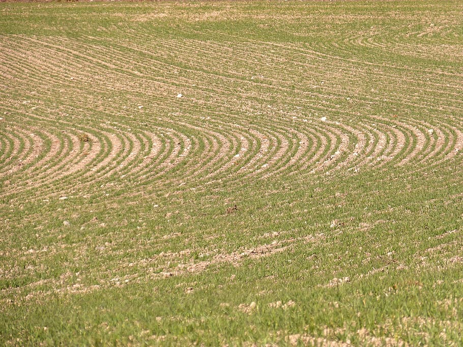 establert, fons, textura, brollar, geometria de la planta, agricultura, sembra, camp, terra, cap gent, planta, paisatge, escena rural, naturalesa, tranquil·litat, dia, herba, bellesa a la natura, patró, marc complet, vista d’angle alt, escenics - natura, escena tranquil·la, a l'aire lliure, medi ambient, arqueologia, concèntric, 4K