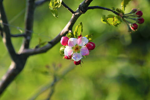 blomst, natur, vår, anlegg, rosa, vakker, blader, knopp, grønn, blomstringen, lys, farge, blomstrende plante, skjønnhet i naturen, friskhet, tre, vekst, gren, skjørhet, nærbilde, sårbarhet, rosa farge, fokusere på forgrunnen, petal, ingen folk, dag, frukttrær, utendørs, frukt, blomsterhodet, våren, kirsebærtre, 5K, CC0, offentlig domene, opphavsrett gratis