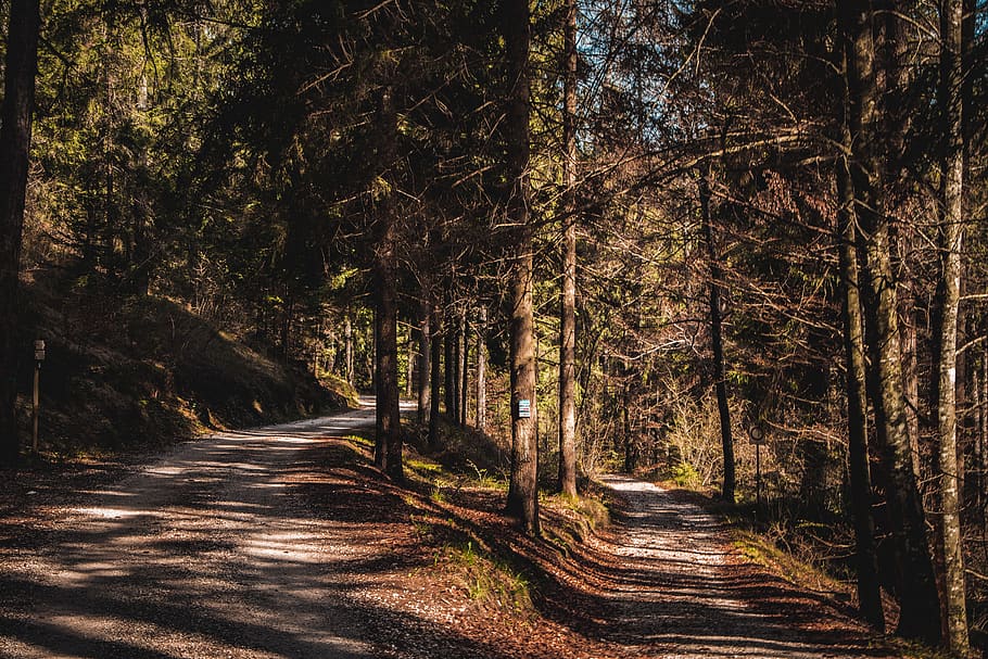 arbre, Camí, planta, ruta, bosc, naturalesa, carretera, Itàlia, vegetació, a l'aire lliure, terra, cavareno, Carretera bruta, grava, arbreda, paisatge, conífera, tronc de l'arbre, direcció, el camí a seguir, tranquil·litat, creixement, cap gent, bellesa a la natura, transport, escena tranquil·la, tronc, escena no urbana, dia, brutícia, perspectiva decreixent, treelined, 5K