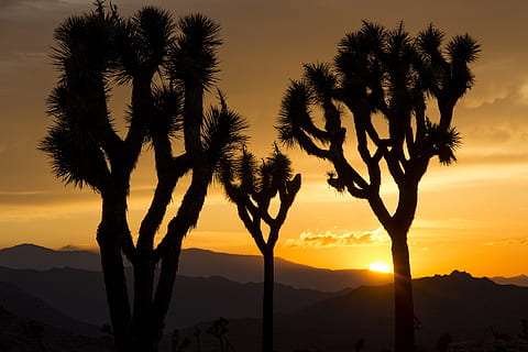 silueta de plantes, àrid, retroil·luminat, núvols, alba, desert, tarda, horitzó, paisatge, muntanyes, naturalesa, plantes, escènic, cel, sol, sortida del sol, posta de sol, arbres, silueta, bellesa a la natura, arbre, escenics - natura, escena tranquil·la, tranquil·litat, planta, color taronja, muntanya, cap gent, idíl·lic, creixement, Serra, llum solar, escena no urbana, Palmera, a l'aire lliure, 2K, CC0, domini públic, lliure de regalies