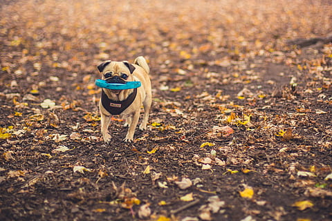 dog, fetching, disc photo, Dogs, Pets, Fall, Leaves, Seasons, canine, one animal, domestic, mammal, domestic animals, animal, animal themes, small, plant part, leaf, autumn, no people, vertebrate, nature, land, day, pet collar, collar, outdoors, purebred dog, 4K, CC0, public domain, royalty free