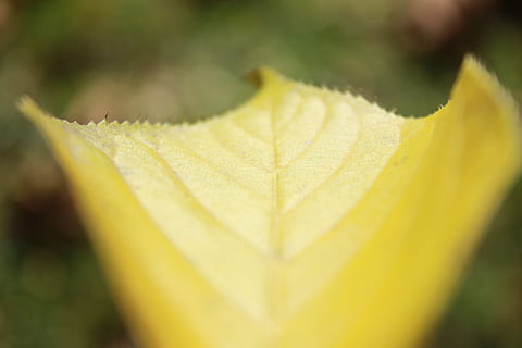 #leaf, ใกล้ชิด, สีเหลือง, ความงามในธรรมชาติ, ส่วนของพืช, ใบไม้, ปลูก, มุ่งเน้นไปที่เบื้องหน้า, ธรรมชาติ, ไม่มีคน, วัน, การเจริญเติบโต, เลือกโฟกัส, ความอ่อนแอ, หลอดเลือดดำใบ, ฤดูใบไม้ร่วง, กลางแจ้ง, ความบอบบาง, สีเขียว, ความสด, รูปแบบธรรมชาติ, ใบเมเปิล, สภาพธรรมชาติ, 5K, CC0, โดเมนสาธารณะ, ค่าลิขสิทธิ์ฟรี