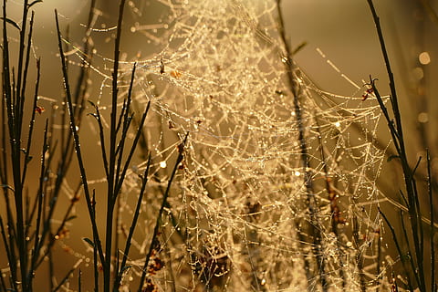 ragnatela, nero, bastone, sfocatura, luminosa, rugiada, nebbia, brina, oro, paesaggio, luce, natura, stagione, silenzio, ragno, sole, Alba, tramonto, acqua, pianta, concentrarsi sulle conoscenze acquisite, fragilità, avvicinamento, bellezza nella natura, nessuno, vulnerabilità, crescita, far cadere, la tranquillità, bagnato, all'aperto, giorno, albero, messa a fuoco selettiva, complessità, 5K, CC0, dominio pubblico, privo di copyright