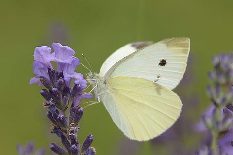 pequeña, repollo, blanco, abadejo, mariposa, volar, insecto, animal, salvaje, naturaleza, Fresco, flor, fragancia, jardín, floreciente, macro, planta floreciendo, planta, fragilidad, belleza en la naturaleza, vulnerabilidad, ala animal, mariposa - insecto, de cerca, un animal, temas de animales, invertebrado, fauna animal, crecimiento, frescura, púrpura, animales en la naturaleza, pétalo, nadie, cabeza de flor, al aire libre, lavanda, polinización, 1080P, CC0, dominio público, libre de derechos
