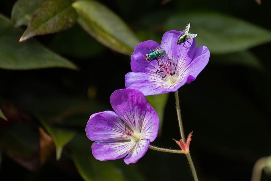 geranio rozanne, volare, giardino, insetto, natura, fiore, flora, estate, Ali, pianta fiorita, fragilità, pianta, freschezza, vulnerabilità, bellezza nella natura, petalo, avvicinamento, infiorescenza, testa di fiore, viola, crescita, polline, nessuno, concentrarsi sulle conoscenze acquisite, stame, all'aperto, iris - pianta, 4K