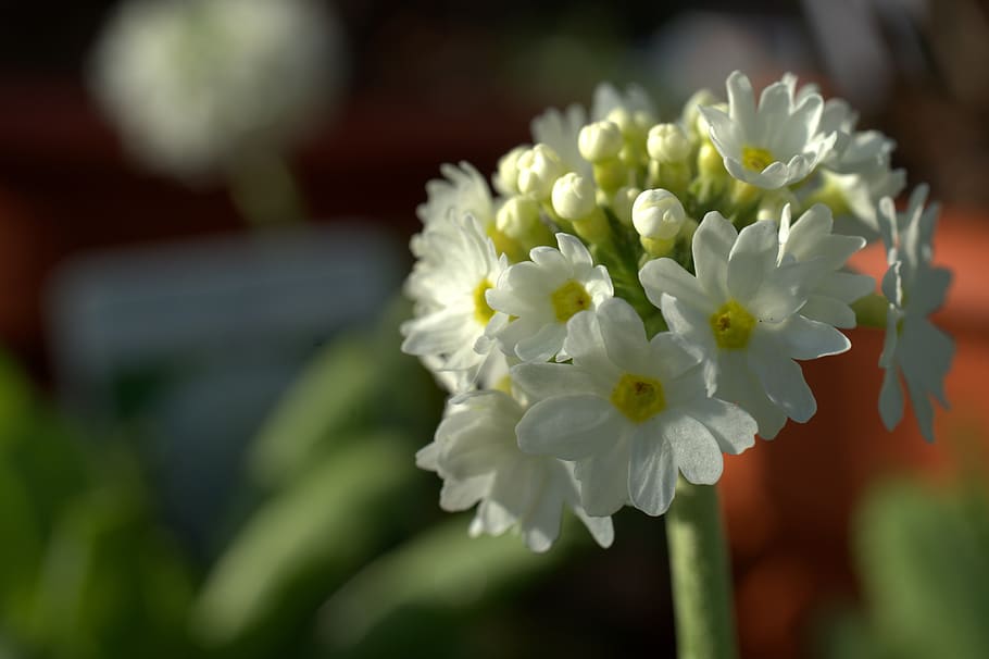 primula, flor, primavera, denticulat, naturalesa, florir, planta, bonic, primer pla, flor de primavera, planta amb flors, frescor, bellesa a la natura, fragilitat, vulnerabilitat, creixement, pètal, Color blanc, centrar-se en primer pla, inflorescència, cap de flor, enfocament selectiu, cap gent, dia, a l'aire lliure, pol·len, arranjament floral, bouquet, 4K