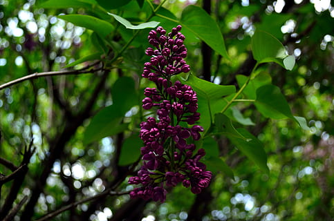 printemps, Floraison, lilas, parfumé, jardin, arôme, plante, croissance, fleur, beauté dans la nature, plante à fleurs, fraîcheur, partie de la plante, se concentrer sur le premier plan, feuille, fermer, la nature, couleur verte, fragilité, vulnérabilité, journée, arbre, personne, botanique, en plein air, violet, tête de fleur, 4K, CC0, domaine public, libre de droits