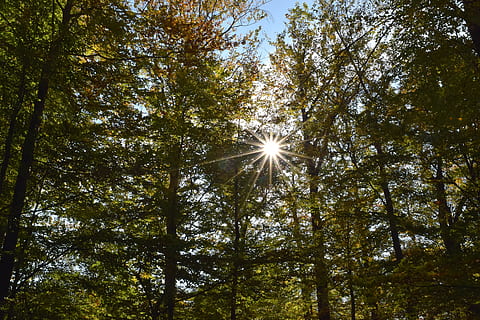 rays, sun, backlighting, autumn, nature, sky, mood, landscape, forest, reflection, leaves, tree, plant, low angle view, beauty in nature, growth, sunlight, tranquility, land, sunbeam, day, lens flare, no people, woodland, tranquil scene, scenics - nature, tree trunk, outdoors, streaming, tree canopy, bright, solar flare, brightly lit, 5K, CC0, public domain, royalty free
