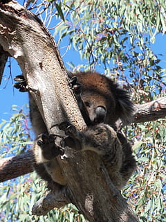 koala, doven, eukalyptus, træ, hvilende, slapper af, Australien, dyr, dyre temaer, dyreliv, dyr i naturen, afdeling, pattedyr, plante, et dyr, hvirveldyr, natur, dag, lav vinkel visning, ingen mennesker, udendørs, lempelse, bagagerum, træstamme, 2K, CC0, offentligt domæne, royaltyfrie
