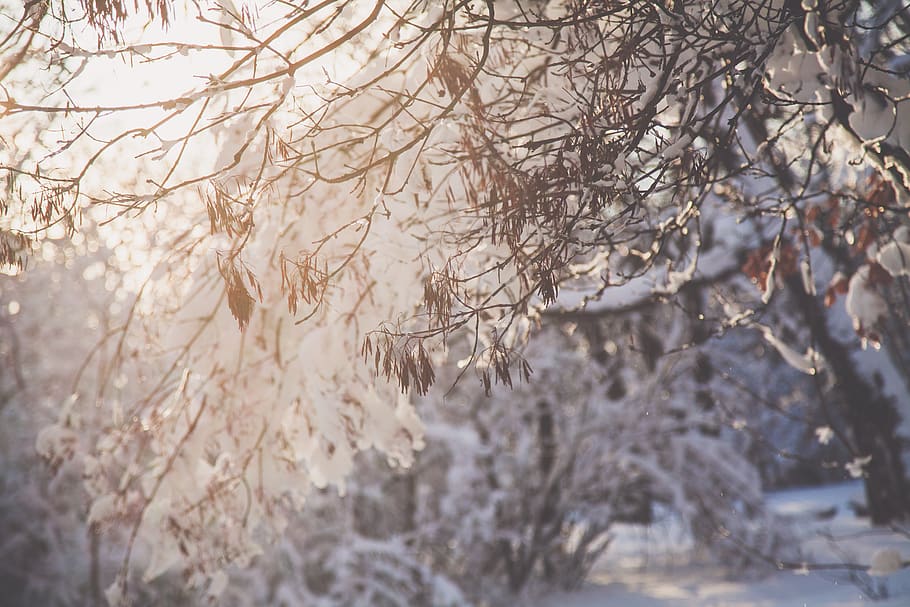 Nahansicht, Foto, Ast, Schnee, Geäst, kalt, Wald, ze, zing, Frost, eisig, gefroren, Eis, Natur, Jahreszeit, schneebedeckt, Bäume, Wetter, Winter, Baum, kalte Temperatur, Pflanze, keine Leute, Schönheit in der Natur, Tag, kahler Baum, Fokus auf den Vordergrund, Ruhe, draußen, weiße Farbe, Umgebung, schneit, extremes Wetter, Schneesturm, 5K