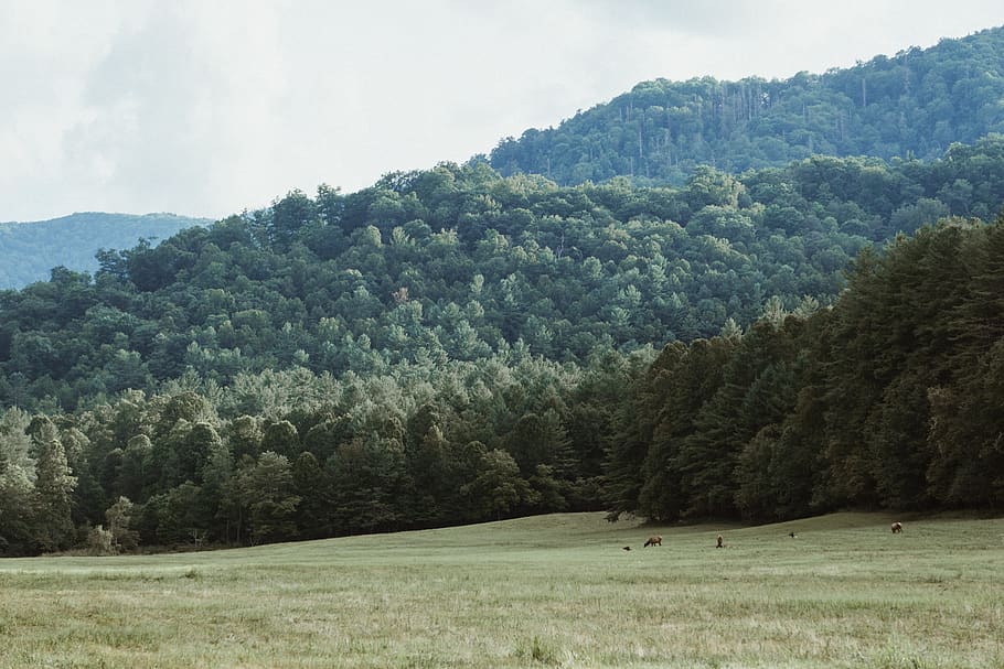 muntanya verda, naturalesa, camp, arbre, planta, a l'aire lliure, abies, avet, pastures, gran parc nacional de muntanyes fumades, EUA, vall de cataloochee, conífera, paisatge, herba, vegetació, pendent, grans muntanyes fumades, terra, persona, bellesa a la natura, escenics - natura, escena tranquil·la, muntanya, creixement, medi ambient, cel, tranquil·litat, dia, color verd, escena no urbana, cap gent, bosc, núvol - cel, pi, arbre de coníferes, 5K