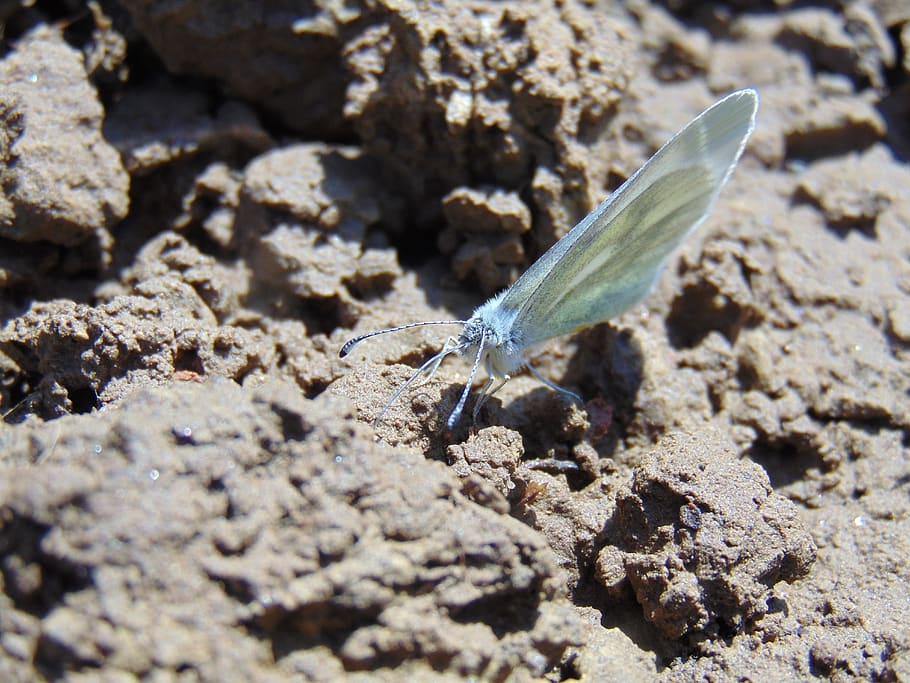 primavera, papallona, naturalesa, insecte, jardí, blau, macro, fauna animal, un animal, animals a la natura, animal, temes d'animals, invertebrat, primer pla, cap gent, dia, ala dels animals, terra, mar, sòlid, a l'aire lliure, aigua, la vida marina, peix, textura, marí, suavitat, papallona - insecte, 5K
