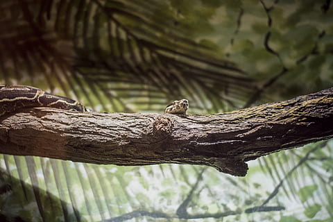 python snake, tree trunk, terrarium, nikon, team nikon, python, snake, animal, zoo, tierpark, bochum, germany, tree, animals in the wild, animal themes, one animal, animal wildlife, vertebrate, branch, no people, focus on foreground, plant, day, nature, wood - material, outdoors, reptile, close-up, selective focus, forest, green color, 5K, CC0, public domain, royalty free