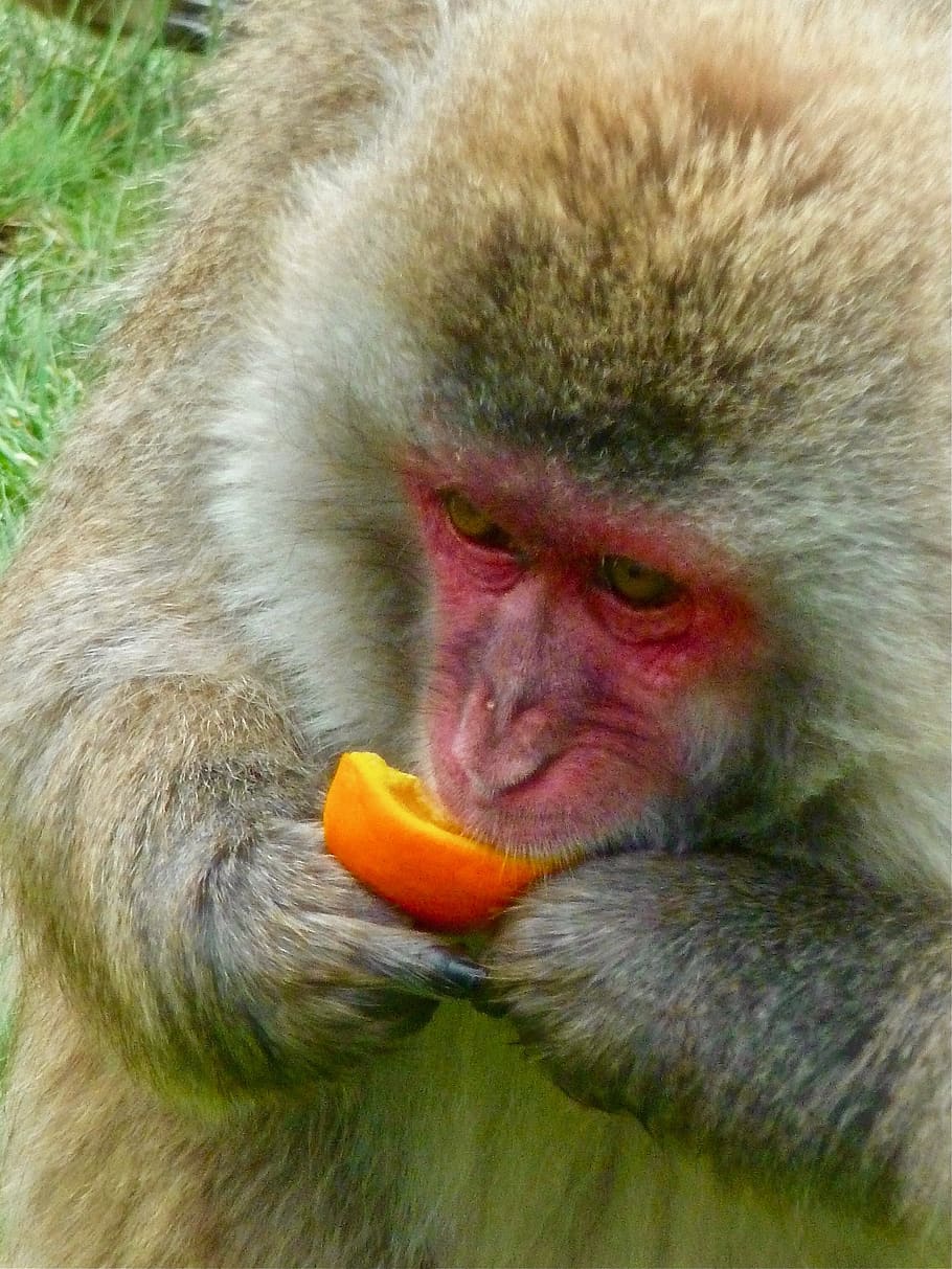 monkey, face, red, primate, portrait, creature, expression, ape, wildlife, cute, mammal, animal, animals in the wild, animal wildlife, one animal, animal themes, vertebrate, day, close-up, no people, eating, food, fruit, animal body part, outdoors, food and drink, focus on foreground, healthy eating, animal head, 2K