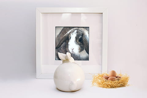 Ostern, Ostern Bild, Bild, Hase, Osterhase, Osternest, Nest, Begegnung, Ostergruß, Osterdekoration, romantisch, Liebe, Weiß, Hölle, Ei, drinnen, Tierthemen, Tier, Haustiere, Säugetier, inländisch, keine Leute, ein Tier, Katze, Hauskatze, katzenartig, Wirbeltier, Lebensmittel, Studioaufnahme, Essen und Trinken, weiße Farbe, Nagetier, Osterei, 8K, CC0, gemeinfrei, lizenzfrei