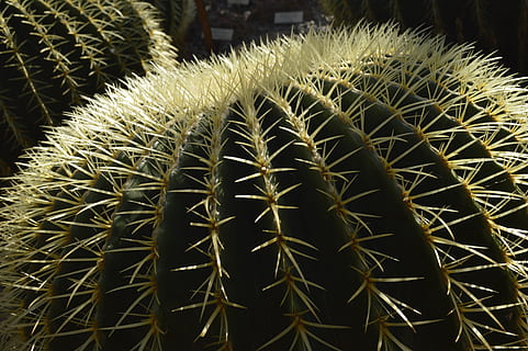 CACTU, cactus, pianta succulenta, spina, acuto, cactus di botte, crescita, spillo, avvicinamento, concentrarsi sulle conoscenze acquisite, pianta, nessuno, colore verde, natura, bellezza nella natura, giorno, cartello, pianta in vaso, all'aperto, modello naturale, comunicazione, spinoso, 4K, CC0, dominio pubblico, privo di copyright