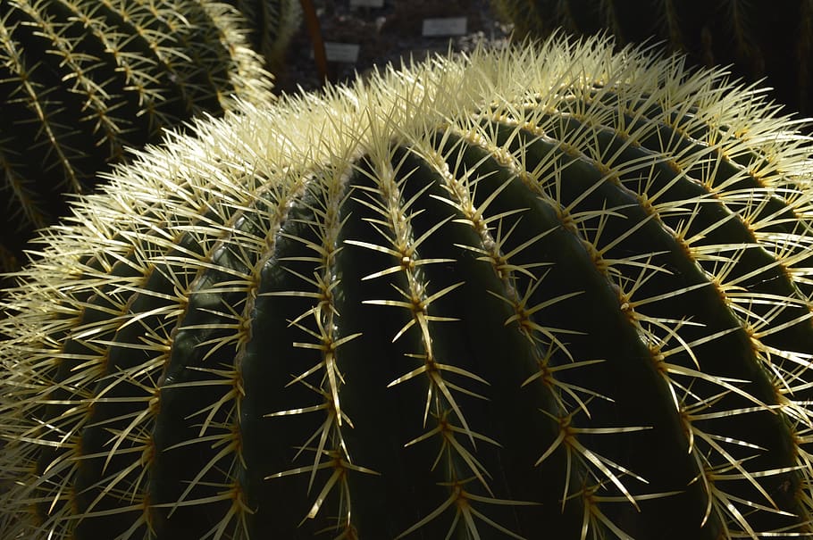 CACTU, cactus, pianta succulenta, spina, acuto, cactus di botte, crescita, spillo, avvicinamento, concentrarsi sulle conoscenze acquisite, pianta, nessuno, colore verde, natura, bellezza nella natura, giorno, cartello, pianta in vaso, all'aperto, modello naturale, comunicazione, spinoso, 4K